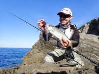 Будванские рассветы и барракуды