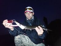 Будванские рассветы и барракуды