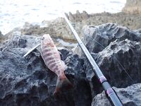 Будванские рассветы и барракуды