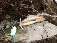 Будванские рассветы и барракуды