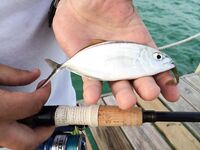 Доминикана, Атлантика — нули на джиг и успех на поверхностную подмотку