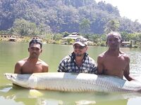 Таиландская экзотика и аропайма на 95 кг