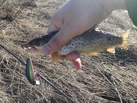 Финляндия, отдых без фанатизма — малые речки, форель и звонок от базового штаба