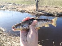 Финляндия, отдых без фанатизма — малые речки, форель и звонок от базового штаба