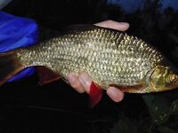 Финляндия, Nummi-Pusula — погода, как зебра, и разноформатный клев