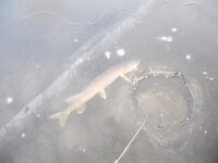 Финляндия, тактика жерлиц от окна коттеджа и про насадки