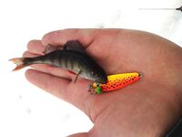 Финляндия, первый ледовый выход — окунь до 150 г и много лунок