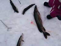 Финляндия, Рауталампи — дневной клев щуки на пятне и налим ночью на дне