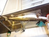 Финляндия, новогодний выезд — 10 щук на жерлицы и налим на донки