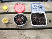 Финляндия, Леппявирта — щука на ложку, лещ на бойлы и «неортодоксальные» окуни