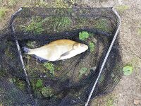 Финляндия, Леппявирта — щука на ложку, лещ на бойлы и «неортодоксальные» окуни