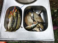 Финляндия, Леппявирта — щука на ложку, лещ на бойлы и «неортодоксальные» окуни