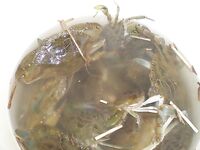 Нью-Джерси, фишинг и краббинг — пирсы, сетка для шейек и бассы с донки