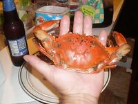 Нью-Джерси, фишинг и краббинг — пирсы, сетка для шейек и бассы с донки