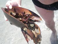 Нью-Джерси, фишинг и краббинг — пирсы, сетка для шейек и бассы с донки