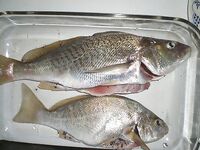 Нью-Джерси, фишинг и краббинг — пирсы, сетка для шейек и бассы с донки