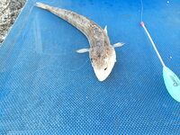 Греция, Кос: ловил такую же рыбу, а названия не знаю