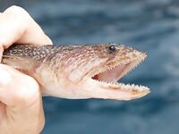 Греция, Кос: сверил вид по интернету и совпало