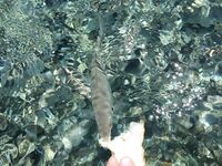 Греция, остров Кос — кормить с руки весело, но стая вокруг и поклевка без пауз