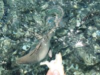 Греция, остров Кос — кормить с руки весело, но стая вокруг и поклевка без пауз