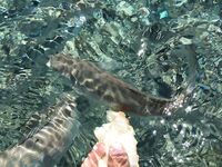 Греция, остров Кос — кормить с руки весело, но стая вокруг и поклевка без пауз