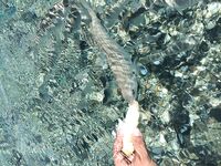 Греция, остров Кос — кормить с руки весело, но стая вокруг и поклевка без пауз