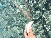 Греция, остров Кос — кормить с руки весело, но стая вокруг и поклевка без пауз