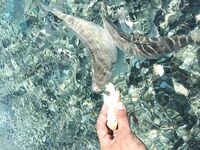 Греция, остров Кос — кормить с руки весело, но стая вокруг и поклевка без пауз