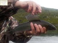 Попутчики в северную Швецию