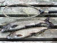 Попутчики в северную Швецию