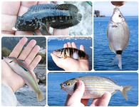 Кампанья, Майори — впадение речушки, маска-разведка и вечерние прикормки