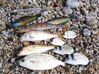 Калабрия: сбирулино, морские черви и опарыш — сарган в последний день