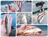 Калабрия: сбирулино, морские черви и опарыш — сарган в последний день