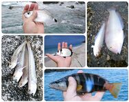 Калабрия: сбирулино, морские черви и опарыш — сарган в последний день