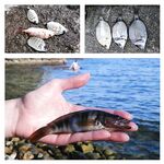 Лигурия, Рапалло: реклама «divieto di pesca», кефаль у пенсионеров и капризное море