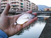 Лигурия, Рапалло: реклама «divieto di pesca», кефаль у пенсионеров и капризное море