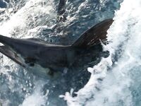 Кабо-Верде, апрель 2018 — марлин, джиггинг и разочарование