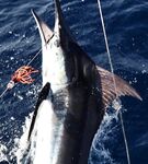 Кабо-Верде — сезон голубого марлина начался!