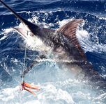 Кабо-Верде — сезон голубого марлина начался!