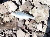 Махачкала, донки и морская плотва