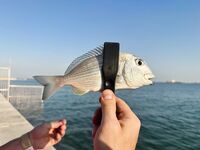 Береговая рыбалка в Дохе: жара, камни и коты на Корнише