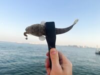 Береговая рыбалка в Дохе: жара, камни и коты на Корнише