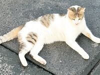 Береговая рыбалка в Дохе: жара, камни и коты на Корнише