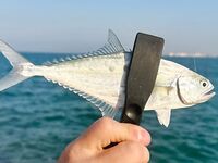 Береговая рыбалка в Дохе: жара, камни и коты на Корнише