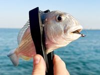 Береговая рыбалка в Дохе: жара, камни и коты на Корнише