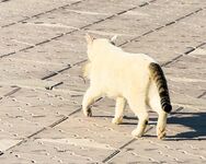 Береговая рыбалка в Дохе: жара, камни и коты на Корнише