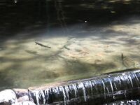 Турция: утренние попытки и форель за 30 баксов