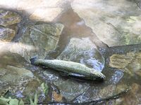 Турция: утренние попытки и форель за 30 баксов