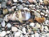 Две осени, две рыбалки и прихватка для форели