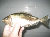 Фотоотчёт из Кемера